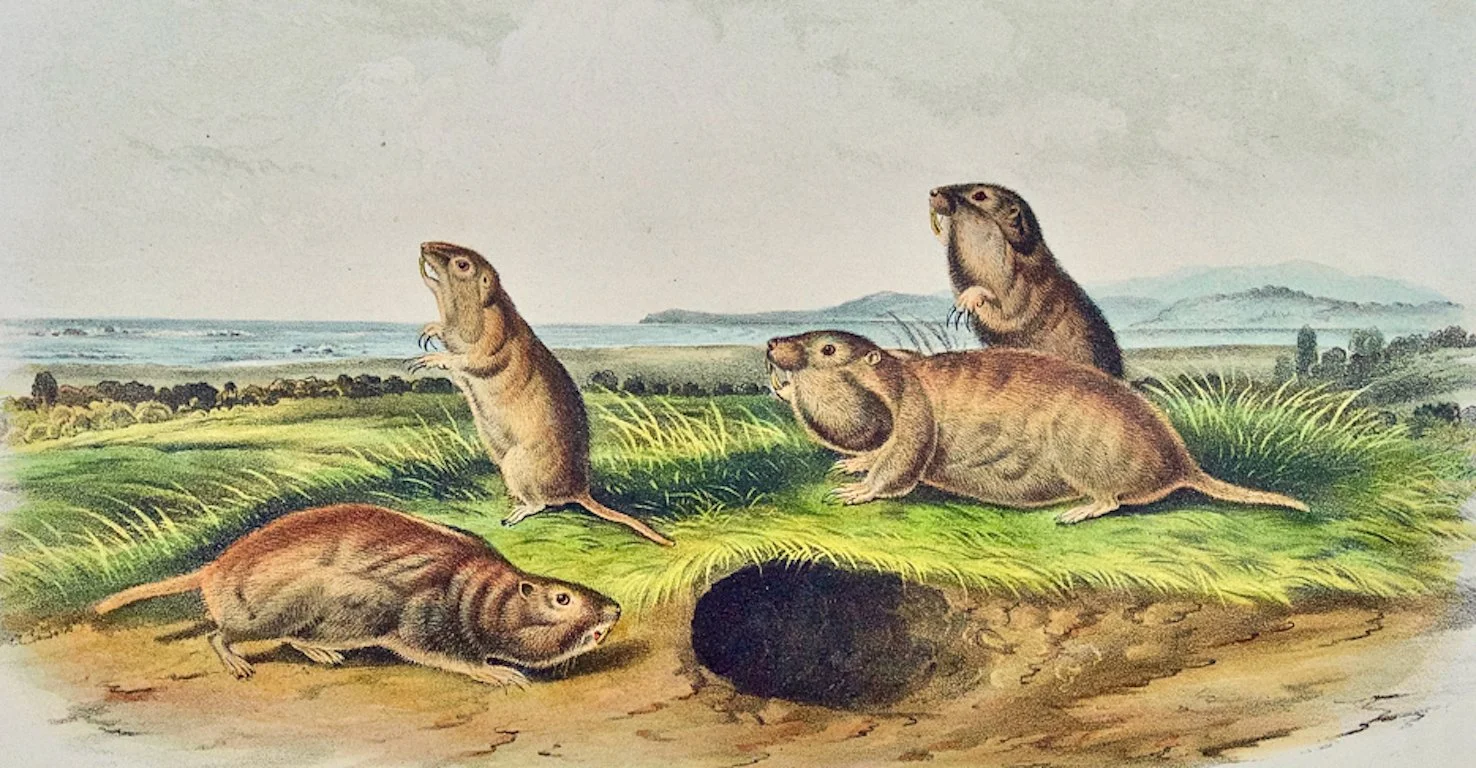 Camas Rat (Gopher): An Original 19th Century Hand-colored